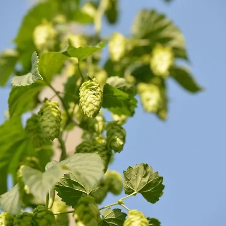 Brauereigasthof Zum Lamm * Untergroningen