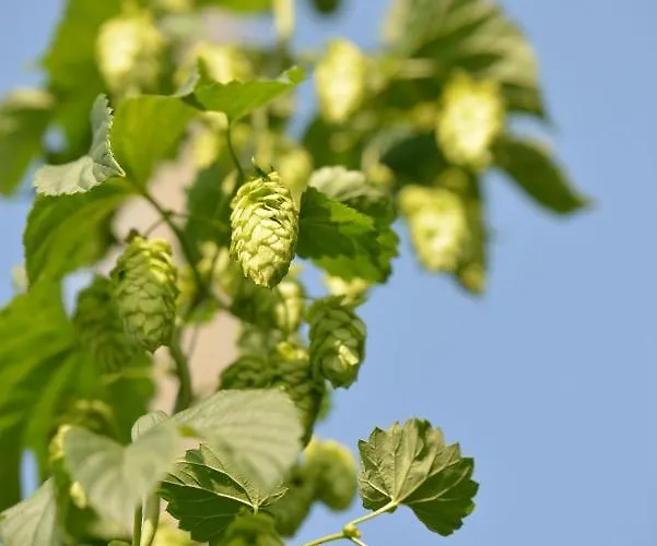 Brauereigasthof Zum Lamm * Untergroningen